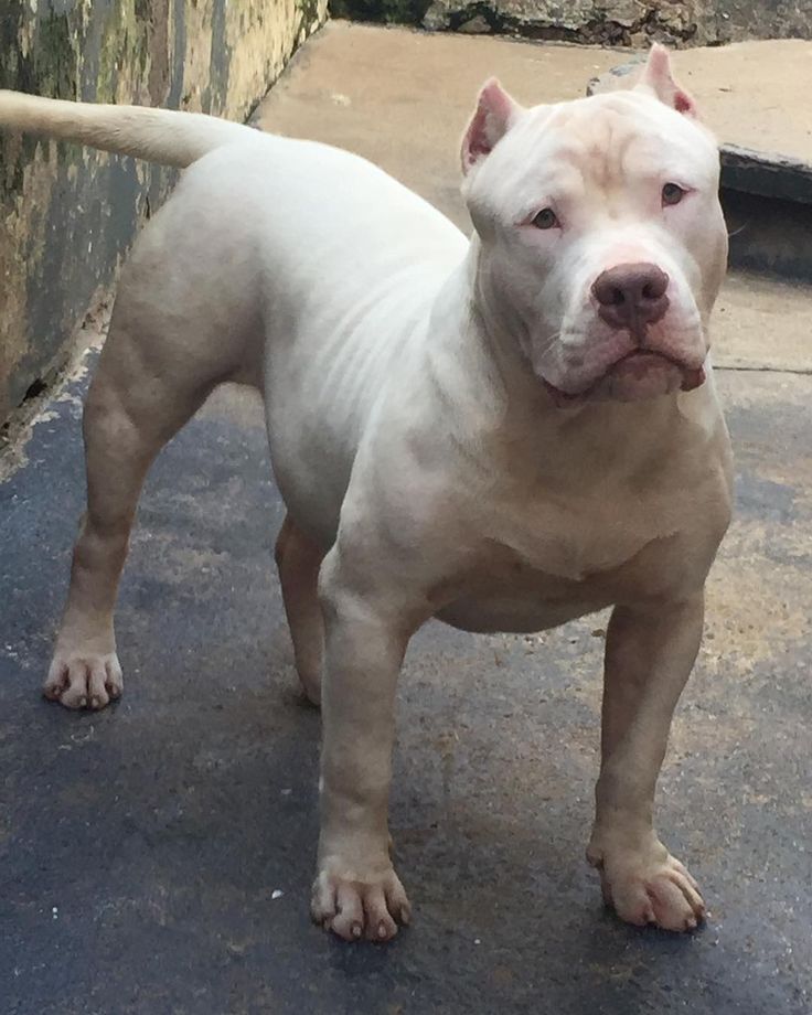 a white dog standing on top of a sidewalk