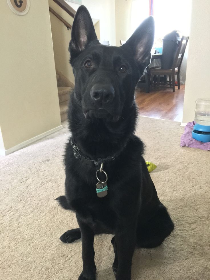 a black dog is sitting on the carpet