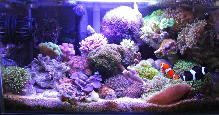 an aquarium filled with lots of different types of corals and sea creatures in it