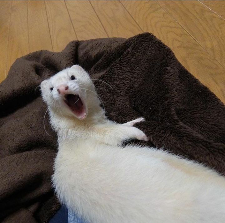 a white ferret yawns while laying on a blanket