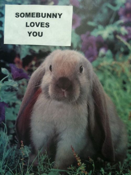 a rabbit sitting in the grass with a sign on it's head that says, somebody loves you