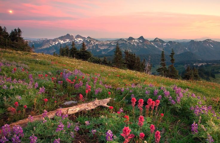 wildflowers blooming on the side of a hill at sunset with mountains in the background