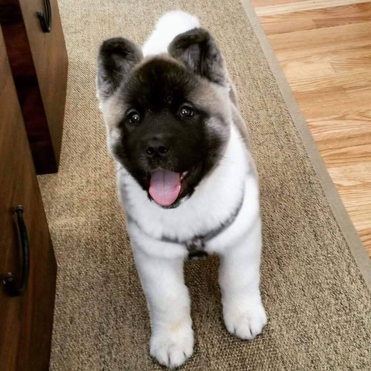 a black and white dog is standing on the carpet