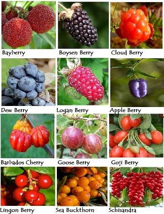 many different types of berries are shown in this image, with the names below them