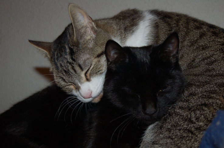 two cats are sleeping together on a couch