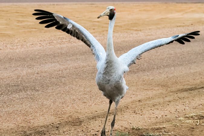 a large white bird standing on top of a dirt field