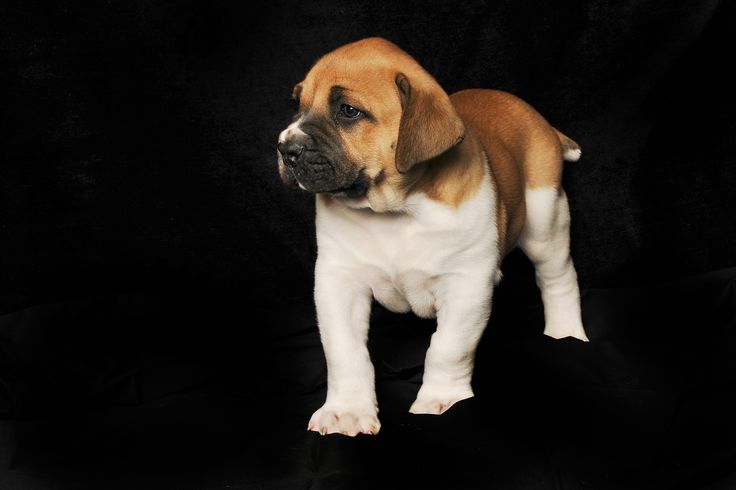 a brown and white dog standing on top of a black background