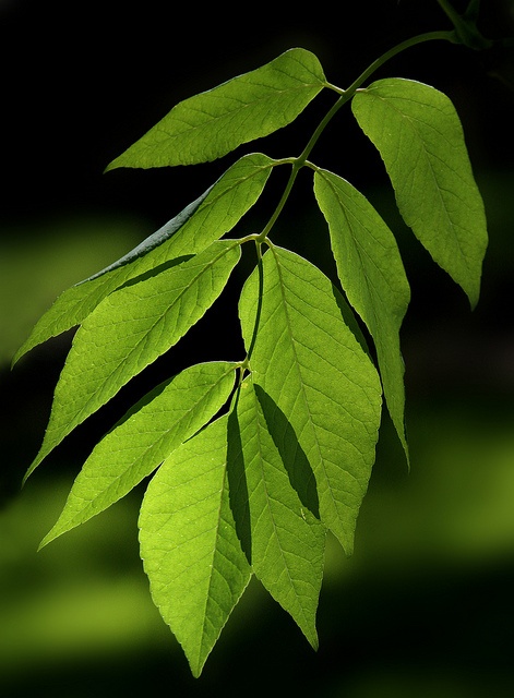 a green leaf is hanging from a branch