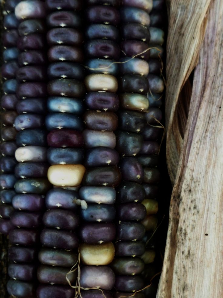 an ear of corn on the cob with some brown and black stuff in it