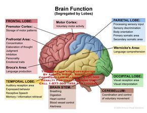 the human brain is labeled in several different languages, including words and pictures on it