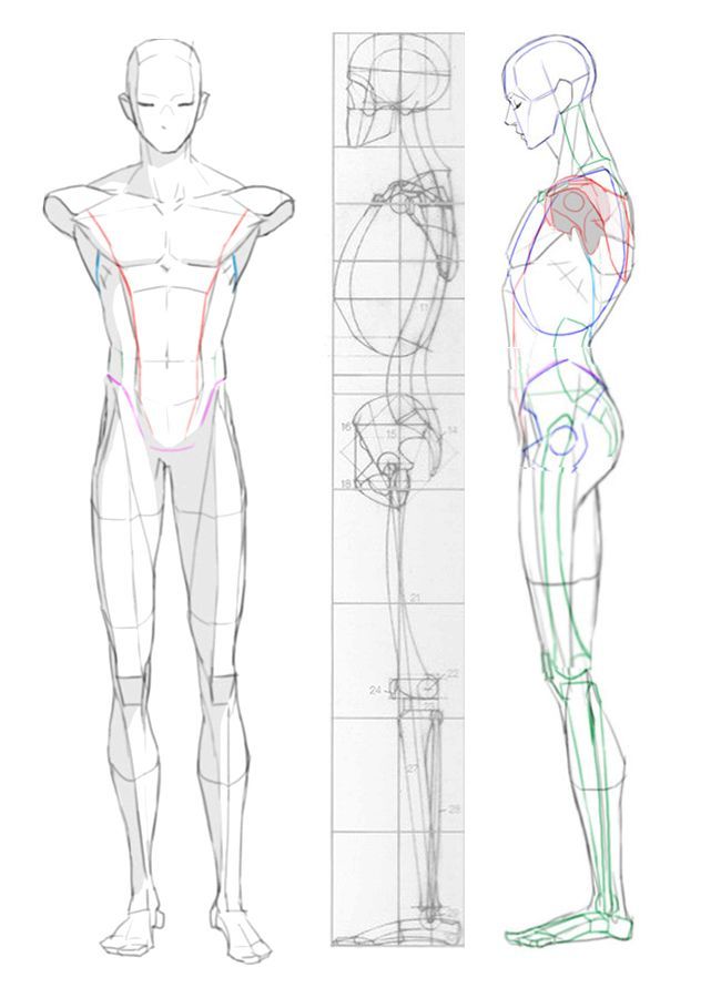 three different views of the human body, one showing muscles and the other showing arms