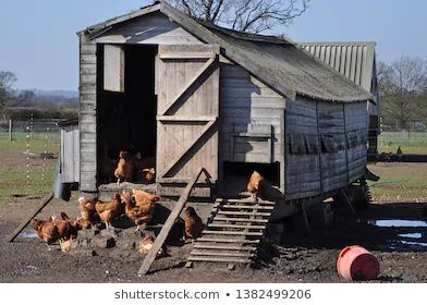 chickens are standing in the dirt near an outhouse with stairs leading up to it