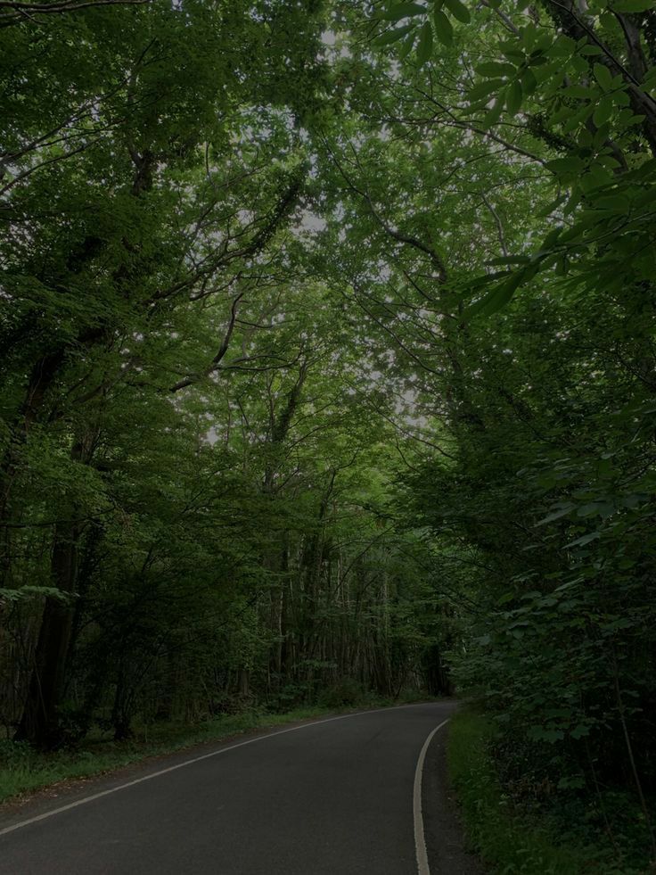 an empty road surrounded by trees in the woods