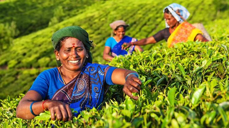 three women picking tea leaves in the middle of a tea plantation, with one smiling at the camera