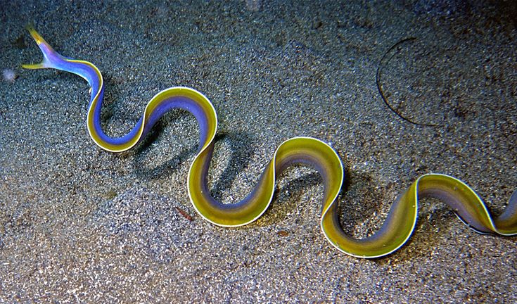 a yellow and blue snake laying on the ground