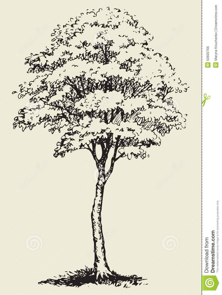 an ink drawing of a tree with leaves on the top and bottom, in black and white