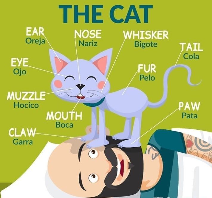 a man laying in bed with his head on the back of a cat that has words above it