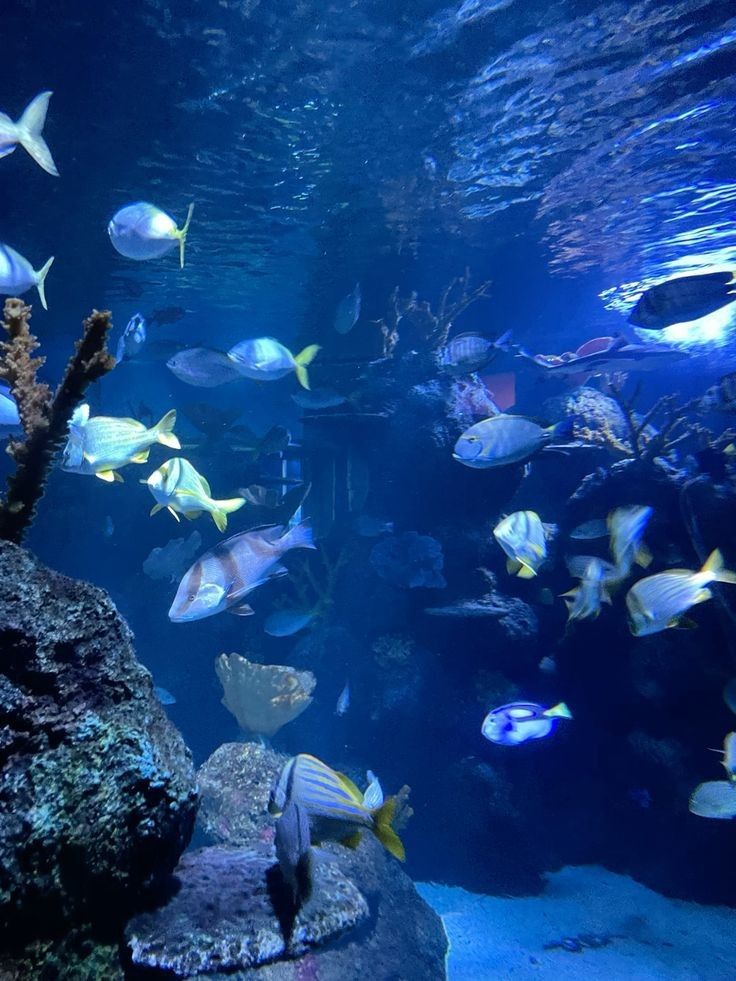 a large aquarium filled with lots of different types of fish swimming around and under the water