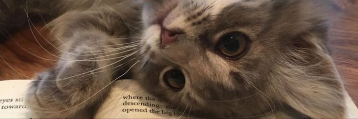 a cat laying on top of an open book with it's paw in the air