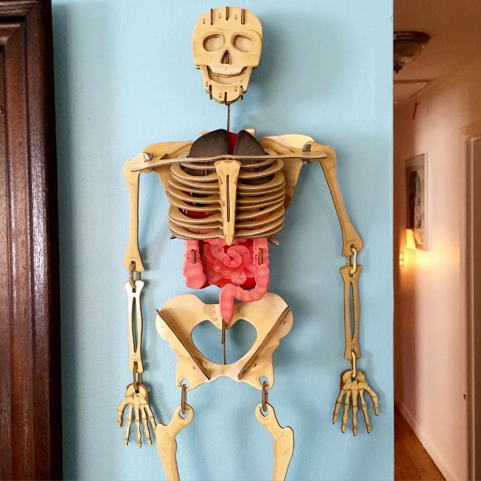 a skeleton is hanging on the wall next to plates