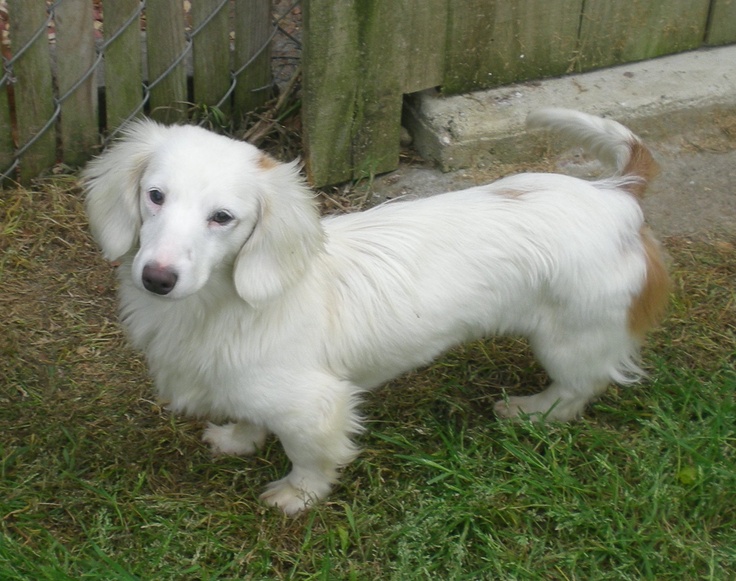 a white dog standing in the grass next to a fence