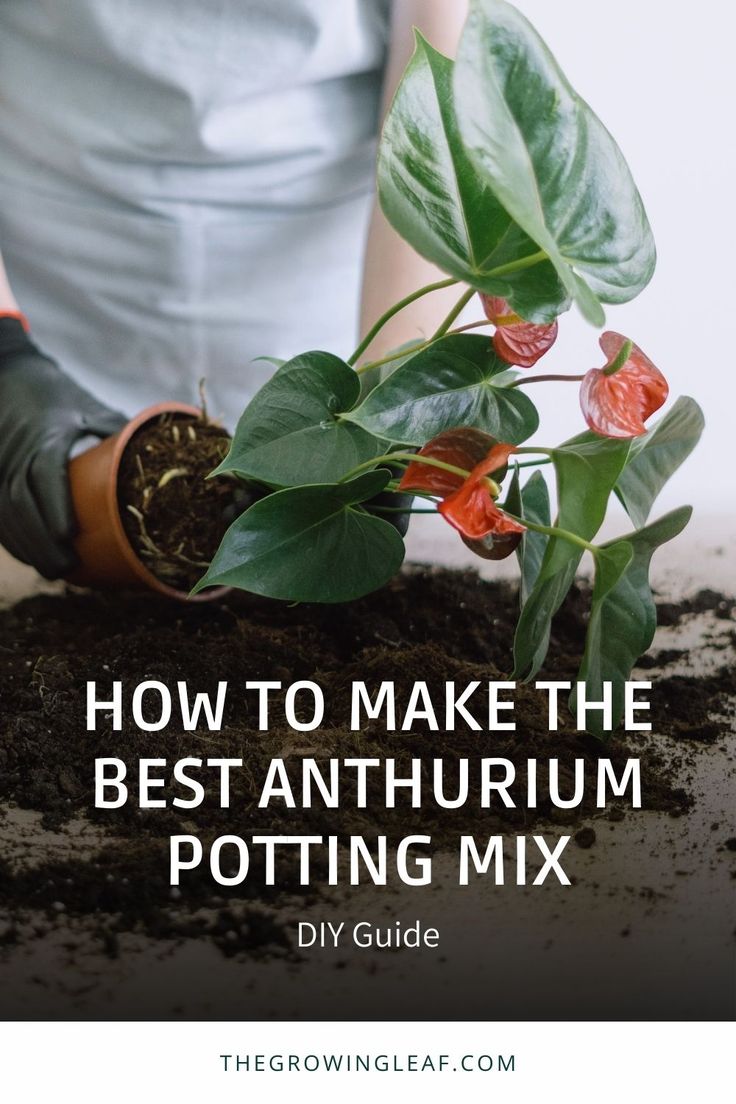 a potting plant with the words how to make the best anthrium potting mix