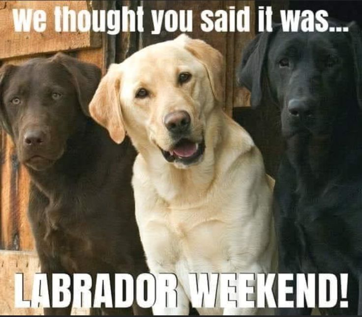 three dogs standing next to each other with the caption labrador weekend