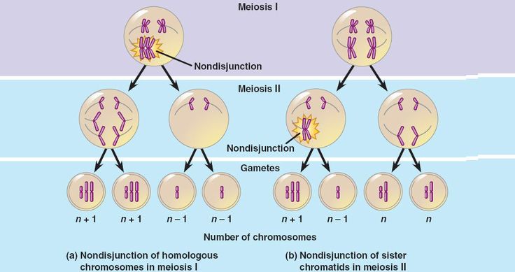 the diagram shows how cells are connected to each other