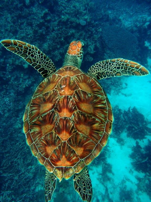 a sea turtle swimming in the ocean