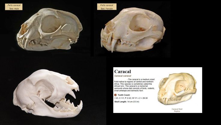 three different views of the same animal skull