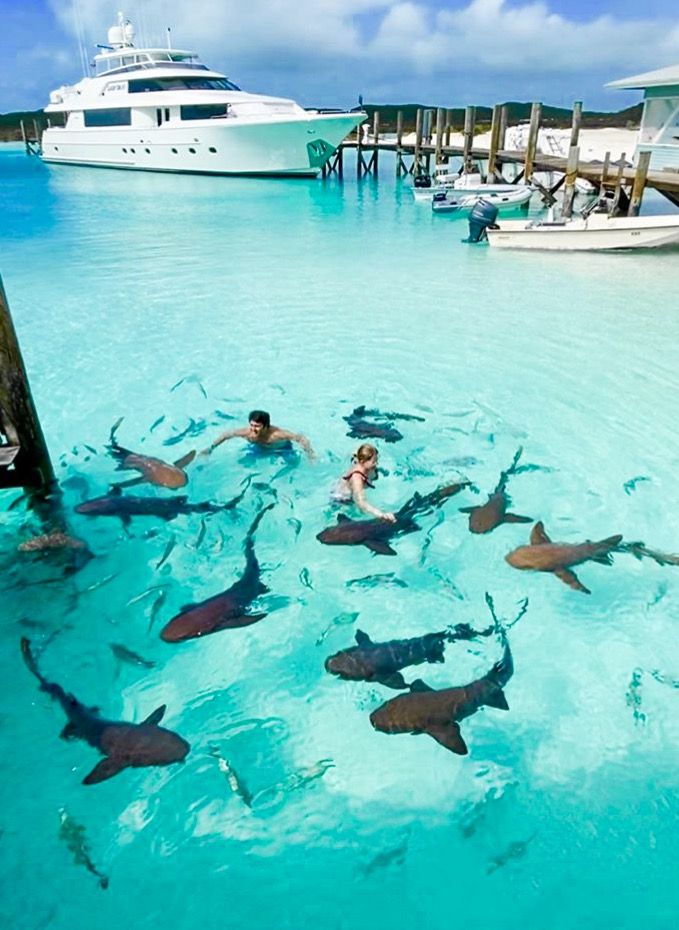 people swimming with sharks in the water near a boat docked at a dock on a tropical island