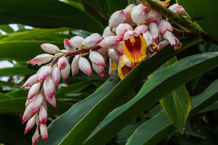 the flowers are blooming on the tree outside