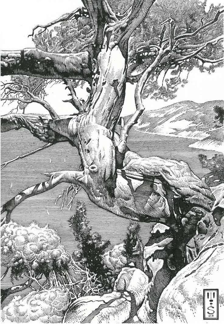 an ink drawing of a bear in a tree with rocks and trees around it, looking down at the ground