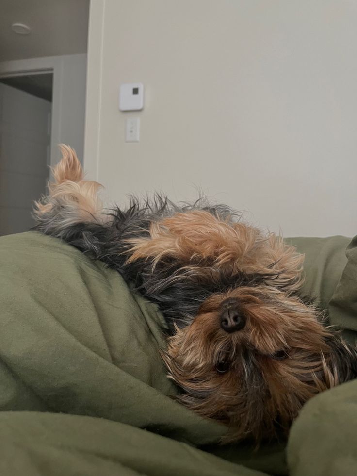 a small dog laying on top of a bed covered in green sheets and blankets with his head resting on the pillow