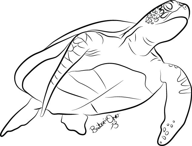 a black and white drawing of a sea turtle with its head turned to the side