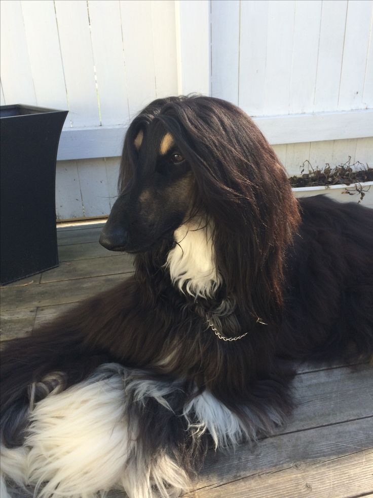 a dog with long hair laying on the ground next to a planter and door