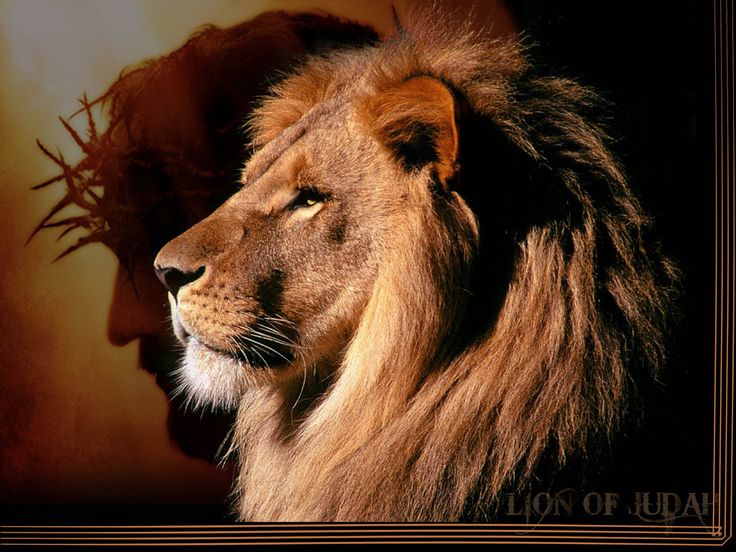 a close up of a lion on a black background