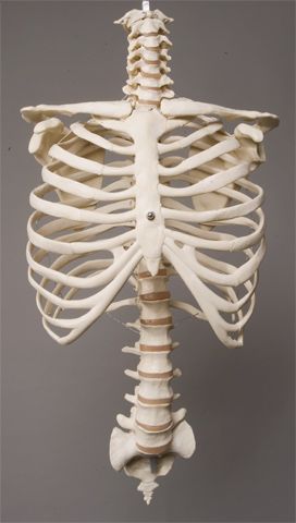 an x - ray view of the back of a human skeleton, with ribs exposed