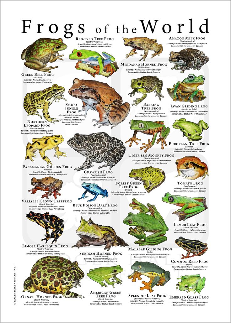 the frogs of the world poster is shown with different types of frog species and their names