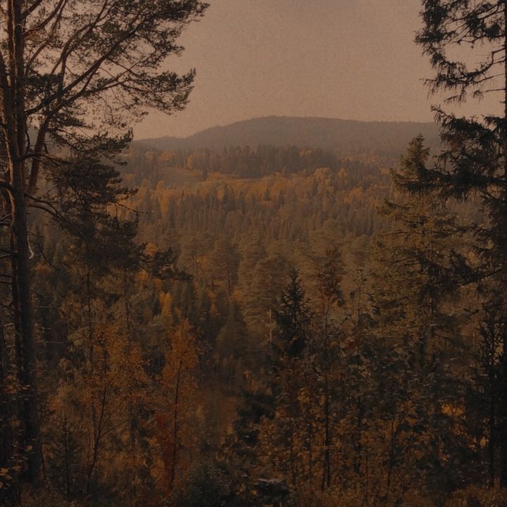 a forest with lots of trees and mountains in the background