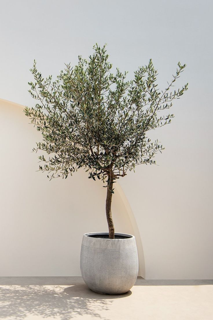 a potted plant sitting on top of a table next to a white wall and floor