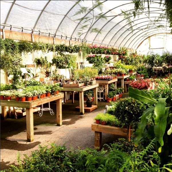 several tables with plants in them inside of a greenhouse