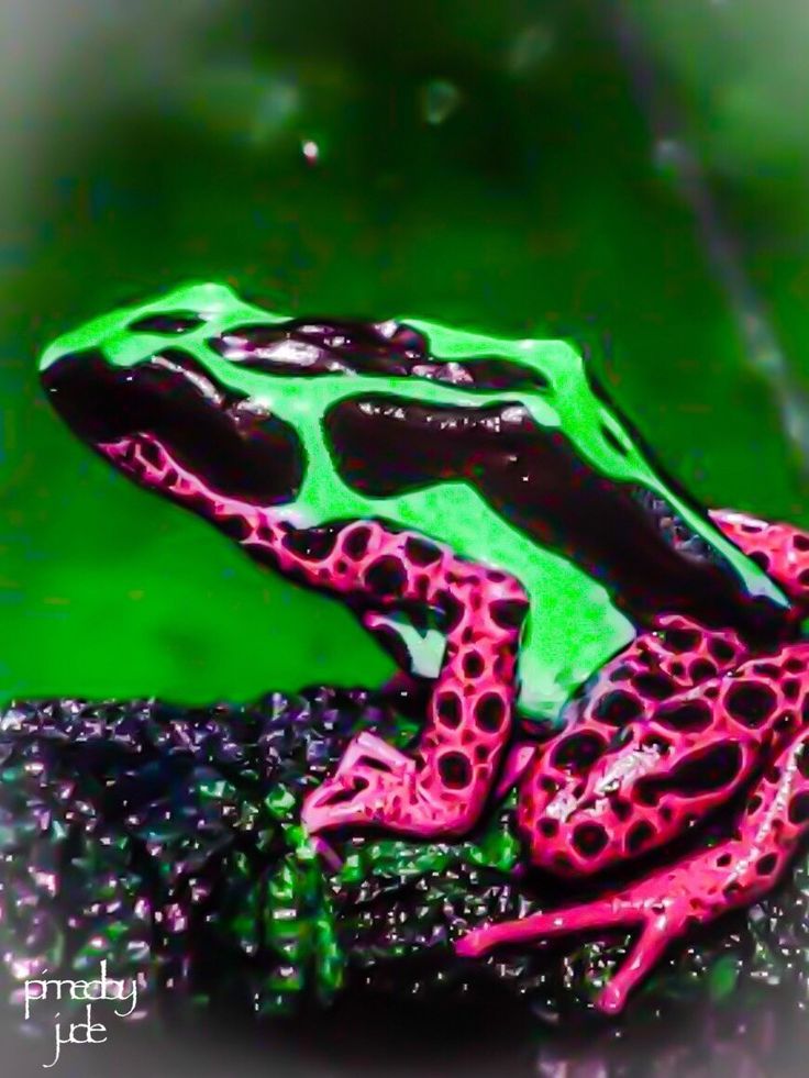 a pink and green frog sitting on top of a leaf covered ground with drops of water