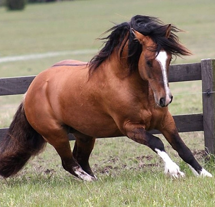 a horse is running in the grass near a fence