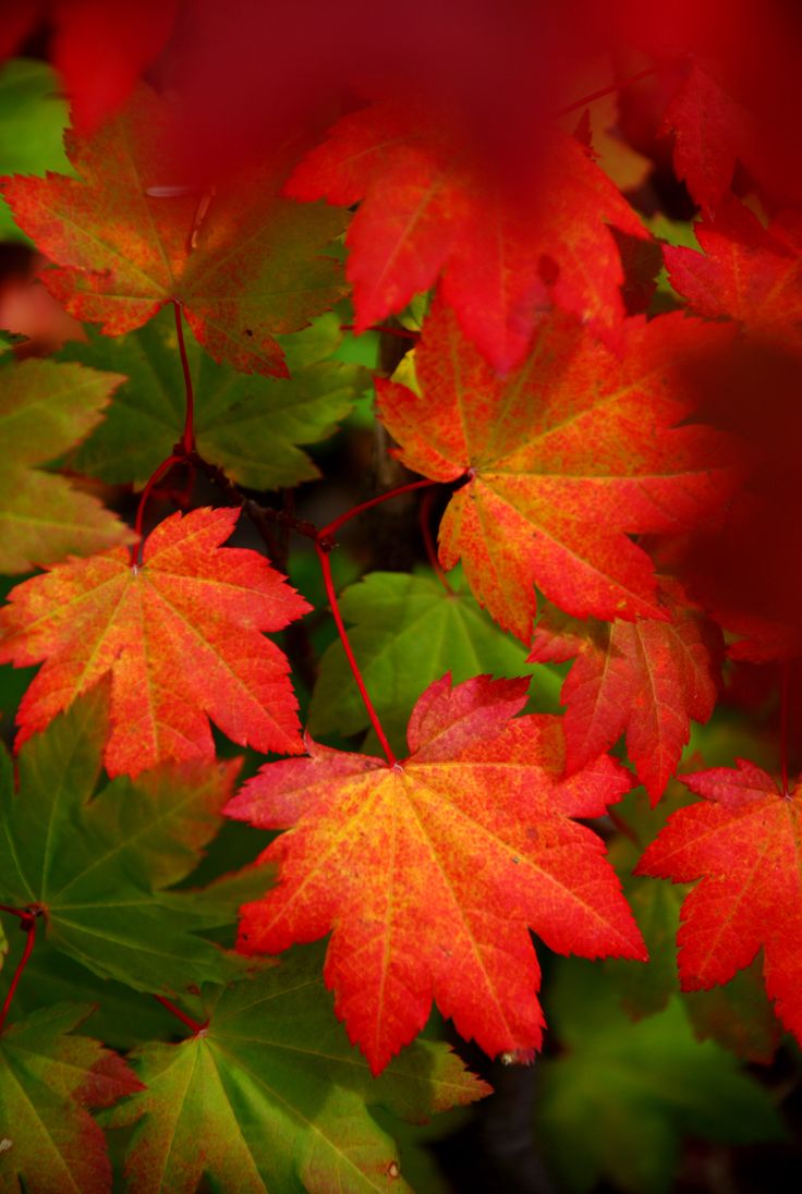 red and green leaves are in the foreground