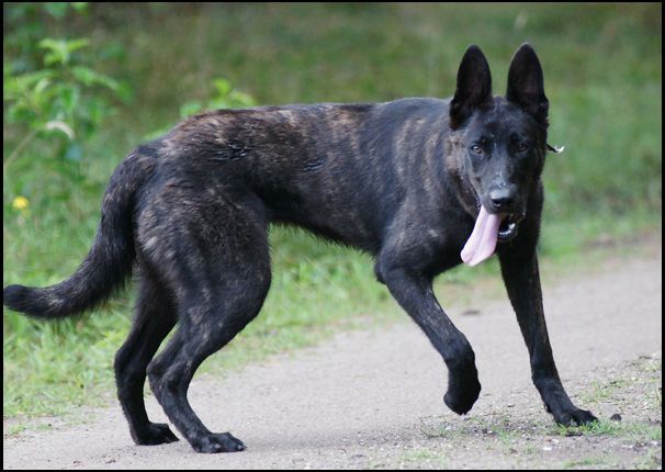 a black dog with its tongue hanging out running down a dirt road in the grass