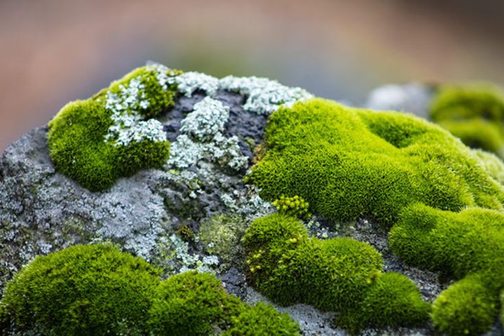 green moss growing on the side of a rock covered in white and gray lichen