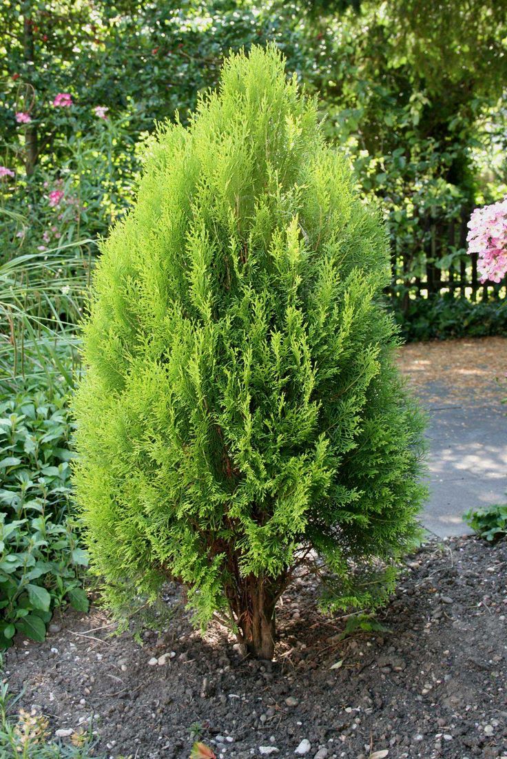 a small green tree sitting in the middle of a dirt area next to some bushes