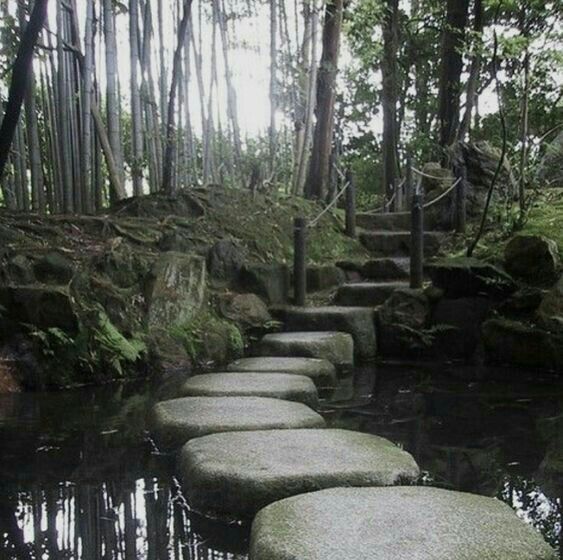 stepping stones in the middle of a stream with moss growing on them and trees around