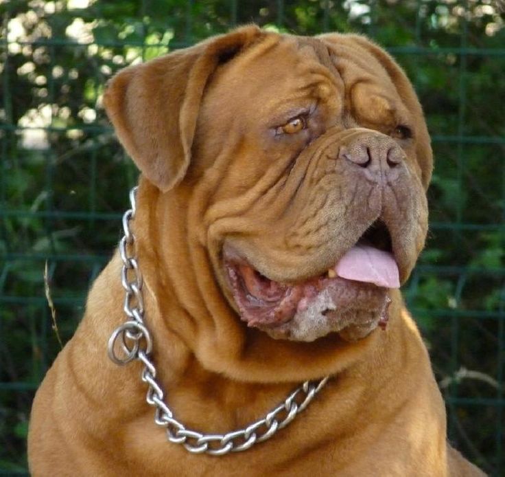 a large brown dog with a chain around it's neck